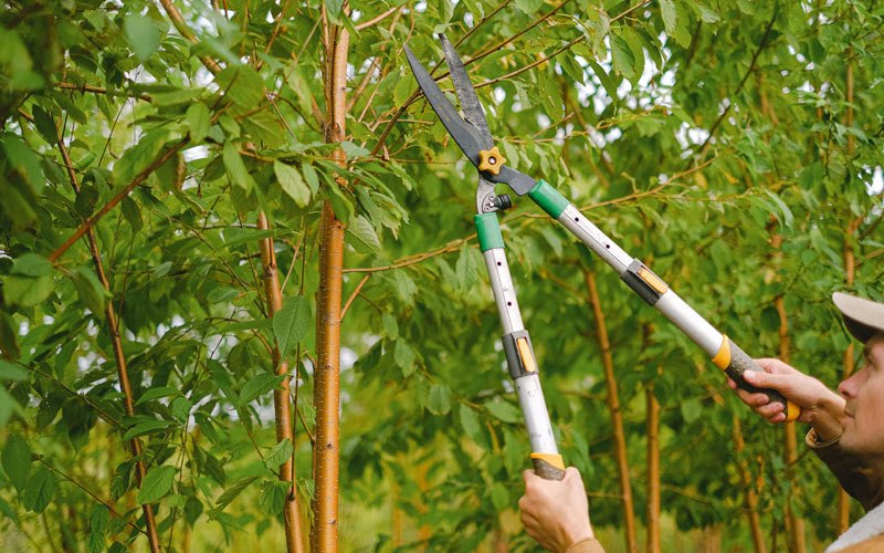 Tree trimming in Elmer, MO